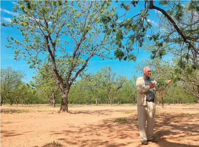  ?? AP Photo/Emily Schmall ?? ■ Jim Anthony, the owner of a 14,000-acre pecan farm near Granbury, Texas, displays bud break on a tree Tuesday. Anthony is part of a newly formed council of U.S. commercial pecan growers hoping to increase domestic demand of North America's only...