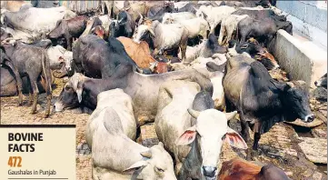  ?? SANJEEV KUMAR/HT ?? Abandoned cows at the Sirki Bazar Gaushala in Bathinda. Over 1 lakh cows are without shelter in the state.