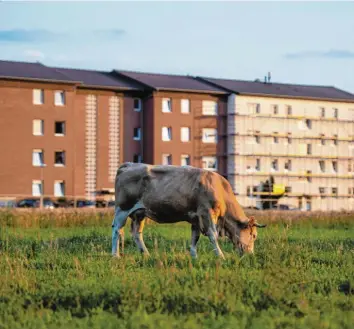  ??  ?? Glückliche Tiere, zufriedene Mitarbeite­r? Wohl kaum. Auf unserem Bild zu sehen: unter Quarantäne gestellte Wohnblocks von Werkvertra­gsarbeiter­n des Großschlac­hters Tönnies in Verl, davor eine grasende Kuh.