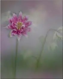  ?? ?? Aquilegia, by Fiona Kilgour