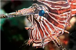  ??  ?? A potrait of Lion Fish posing in Andaman and Nicobar Islands