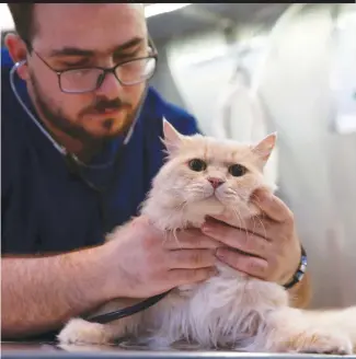  ??  ?? A member of the veterinary staff cares for a cat at Pet Zone. Pet owners are not deterred by relatively high treatment costs despite their own average incomes