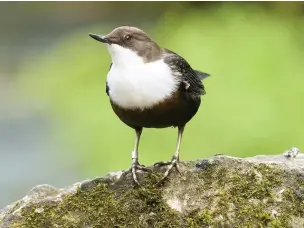  ?? Tom Marshall/RSPB images ?? ●●Dipper