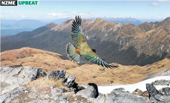  ?? Photo / Phil Narodick ?? Phil Narodick says the kea looked beautiful when it flew away so when it returned he whipped out his iPhone and grabbed some shots.