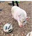  ??  ?? Das Schwein namens Borsti spielt mit seiner Schnauze oft Fußball.