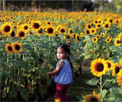  ?? SOE ZEYA TUN / REUTERS ?? A girl walks amid sunflowers — planted under a tourism initiative — at a park in Bangkok, Thailand, on Jan 19.