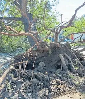  ?? GENTILEZA LA VOZ ?? Hasta las raíces. Uno de los árboles caídos en Córdoba.