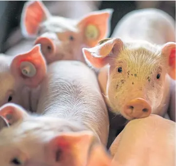  ?? ?? BACKLOG: The Quality Pig Processors plant in Brechin has moved to a four-day week.