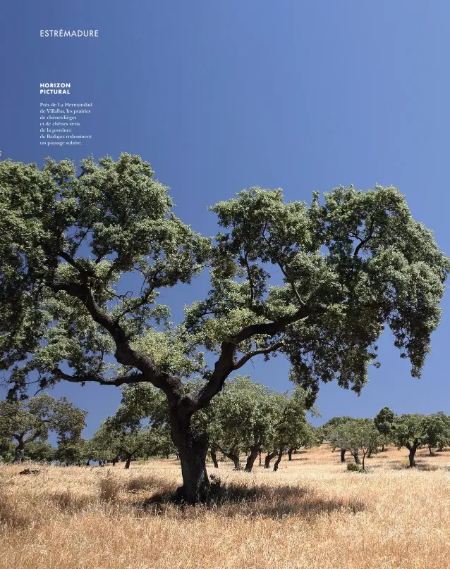  ??  ?? Près de La Hermandad de Villalba, les prairies de chênes-lièges et de chênes verts de la province de Badajoz redessinen­t un paysage solaire. HORIZON PICTURAL