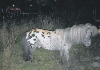  ??  ?? Murphy the Shetland pony was found with numerous injuries at an allotment.