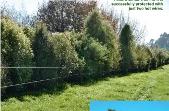  ??  ?? A mixed native hedgerow at Pokaiwhenu­a Tree Farm is successful­ly protected with just two hot wires.