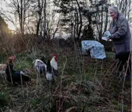  ?? ?? Over 20 islandshøn­s går fritt rundt på Mjåtveits tomt. – For mange år siden ble noen tatt av en annen hund, forteller hun.