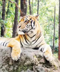  ??  ?? BENGAL tiger inside Taman Bogor Safari