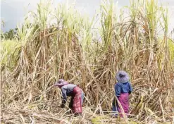  ?? — AFP ?? Mauritian women cut sugar cane with sickles in the fields in Mauritius.