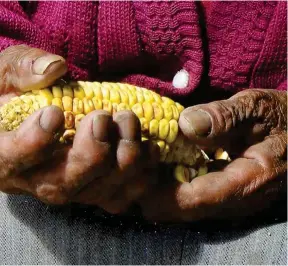  ??  ?? LABOR. El maíz alimenta a varios sectores y se cosecha una vez al año.