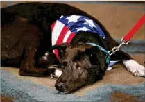  ??  ?? Socks was the special guest Thursday at a welcome-home reception at the Eastpointe club. Since arriving, Socks has learned how to walk on grass, walk on a leash, and ride in a car without getting sick.