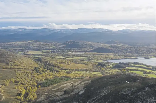  ?? ?? Half of the planted saplings failed to survive their first year at Brewdog’s million tree Lost Forest on the beer giant’s Kinrara Estate, west of Aviemore