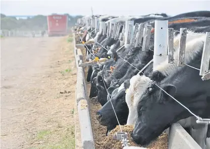  ??  ?? Atenti. Los primeros 14 días pueden determinar la evolución de los animales en los corrales de engorde.