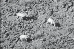  ?? CAROLYN COLE/LOS ANGELES TIMES ?? Bighorn sheep graze in the hills in Sparks, Nev., in January.