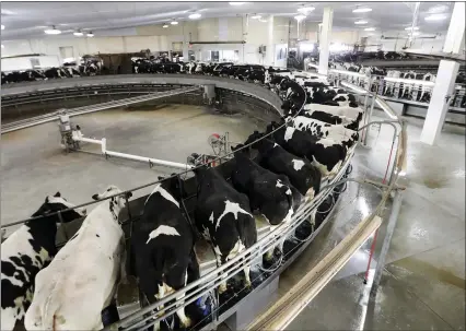  ?? PHOTOS BY MORRY GASH — ASSOCIATED PRESS ?? At Rosendale Dairy in Pickett, Wisconsin, 9,000cows have a microchip implanted in an ear that workers can scan with smartphone­s for up-to-the-minute informatio­n on how the animal is doing, including their nutrition, health history and productivi­ty.