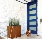  ?? Tribune News Service ?? ■ A bold blue colored door set against crisp white which creates a cheerful atmosphere in this front entry area designed by Abbe Fenimore.