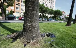  ?? (Photo Cyril Dodergny) ?? C’est à la base de ce palmier, sur le boulevard Paul-Montel, que le pilote du puissant scooter a fini sa course.