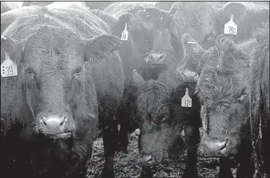 ?? Bloomberg News ?? Black Angus cattle are ready for auction at the Muskingum County Livestock Co. in Zanesville, Ohio, in this file photo. Wal-Mart Stores Inc. is now selling USDA certified Angus products in its stores nationwide.