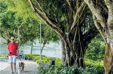  ?? FOTOS: JESÚS RICO ?? Carlos Gómez pasea a su mascota en el parque La Cumbre, cubierto por una variedad de siembras.