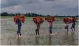  ?? — PTI ?? Farmers return home following heavy rainfall in Birbhum district of West Bengal on Thursday.