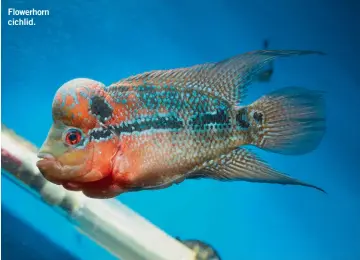  ??  ?? Flowerhorn cichlid.