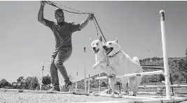 Rescue dogs from LA wildfires still need homes today - PressReader