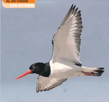  ?? Photo by Carl Reavey ?? The familiar sight of an oystercatc­her in flight.