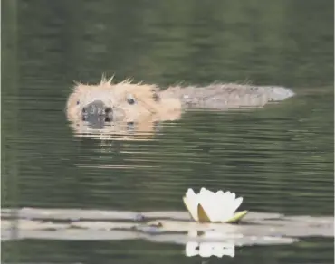  ??  ?? 0 There are about 450 beavers living wild in Scotland