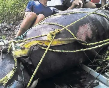  ?? Cortesía ?? Estado en que quedó la manatí Julieta, que fue atacada a palos y machete.