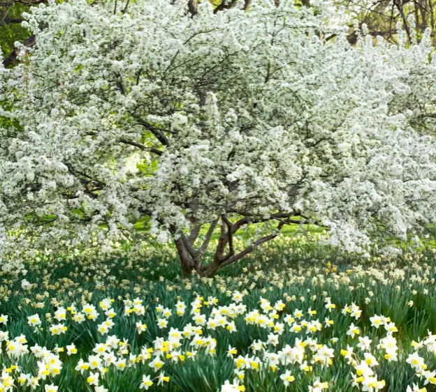  ??  ?? Above: Malus ‘Jewelberry’ (crab apple) in blossom with narcissus in the orchard below Chanticlee­r House, Pennsylvan­ia.
