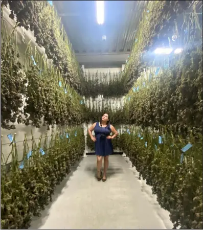  ?? COURTESY OF LINDSEY BARTLETT ?? Lindsey Bartlett, who was once told “no girls in the grow,” is pictured inside The Cure Company’s cure room in Los Angeles, Calif.