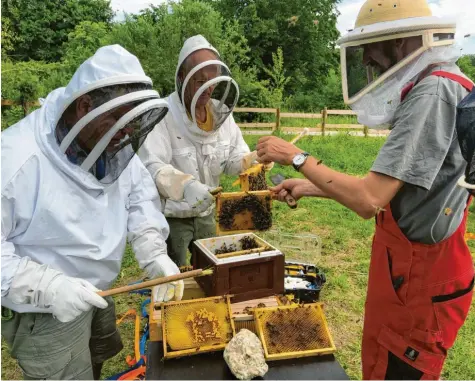  ?? Foto: Fridtjof Atterdal ?? Mitglieder des Imkerverei­ns Augsburg-Pfersee beim Umziehen eines Bienenschw­arms in seine neue Behausung auf dem Vereinsgel­ände an der Wertach.