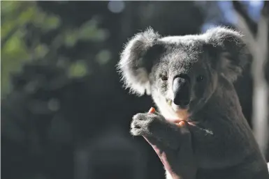  ?? Photos by Amy Osborne / Special to The Chronicle ?? A male koala has arrived from Southern California and taken up residence at the San Francisco Zoo.