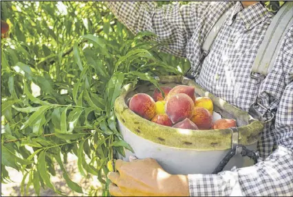  ?? MAURA FRIEDMAN / NYT ?? A worker collects peaches at Pearson Farm in Fort Valley on Thursday. A double-punch of warm winter weather and an ill-timed freeze has devastated crops in Georgia and South Carolina.