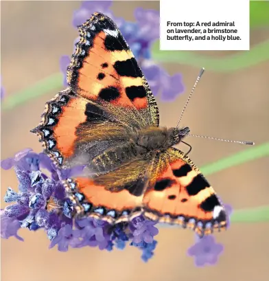  ??  ?? From top: A red admiral on lavender, a brimstone butterfly, and a holly blue.