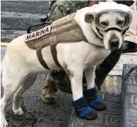  ??  ?? Canine saviour: Frida helps at the quake site