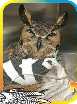  ?? ?? This Great Horned Owl has a catheter in its wing so it could be rehydrated with fluids!