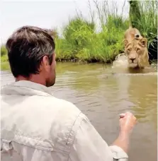  ??  ?? I’ve got my eye on you: The lioness spots her keeper