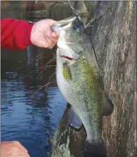  ??  ?? Fishing around cover such as cypress trees above and a run-out below can be a sure-fire way to catch a trophy bucketmout­h.