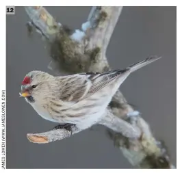  ??  ?? 12 12 Coues’s Arctic Redpoll (Nejlan Tuulen Tupa, Finland, 20 March 2015). This perhaps less striking individual looks typically short billed and plain faced with almost no ear covert demarcatio­n. Most importantl­y, however, note the pale straw-brown hues in the head and upperparts. The flank streaking is towards the more marked end of the spectrum, but is still relatively light and on a bright white background.