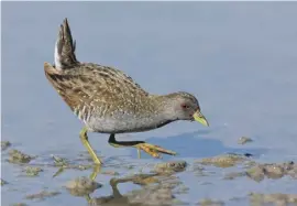  ?? Photos: Wikipedia ?? Spotted crake