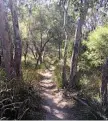  ?? PHOTO: CONTRIBUTE­D ?? STROLL: One of Crows Nest National Park’s many walking trials.