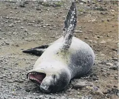  ?? PHOTO: HAMISH MACLEAN ?? Perfect pozzie . . . A leopard seal yawns in Oamaru Harbour yesterday.
