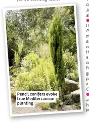  ??  ?? Pencil conifers evoke true Mediterran­ean planting