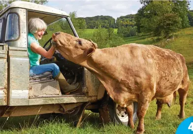  ??  ?? Life on the farm: Rosamund Young with one of her beloved cows